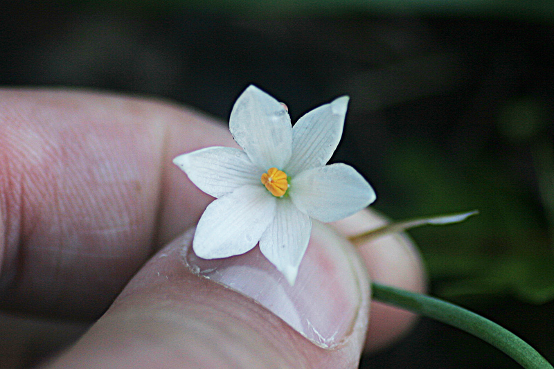 Leucojum nicaeense  / Campanellino nizzardo.